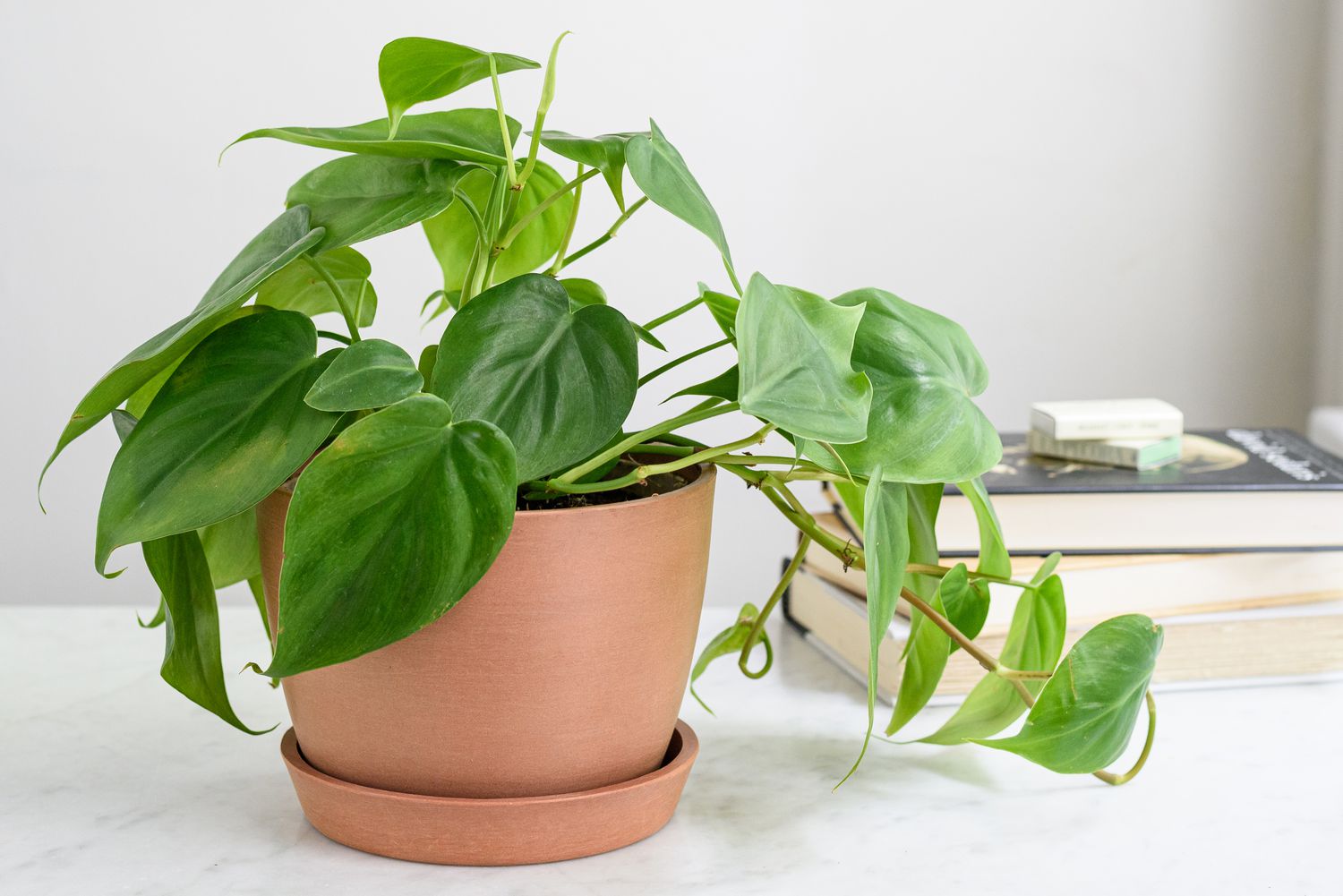 heart leaf philodendron