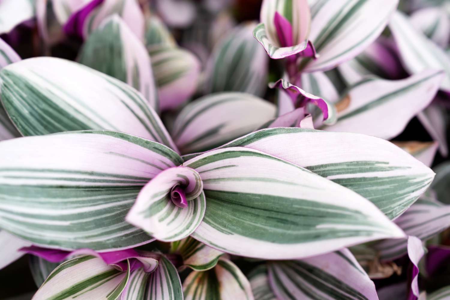 Tradescantia Nanouk up close