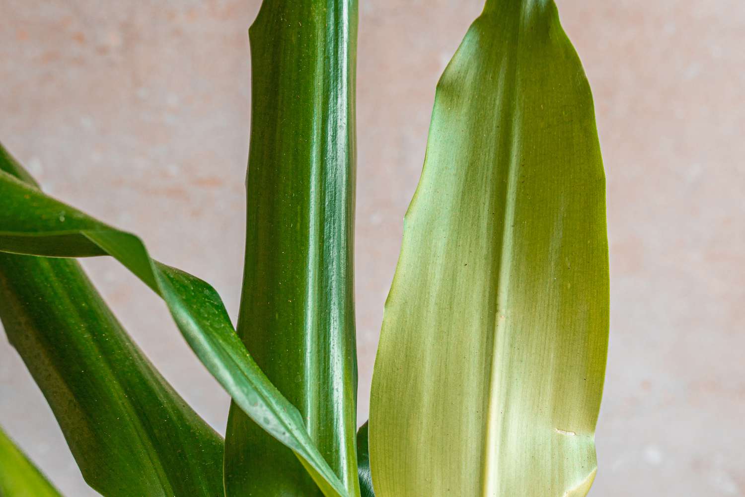 closeup of dracaena fragrans leaves