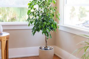 ficus benjamina