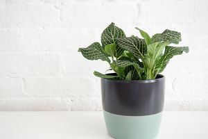 a fittonia in a multicolored planter