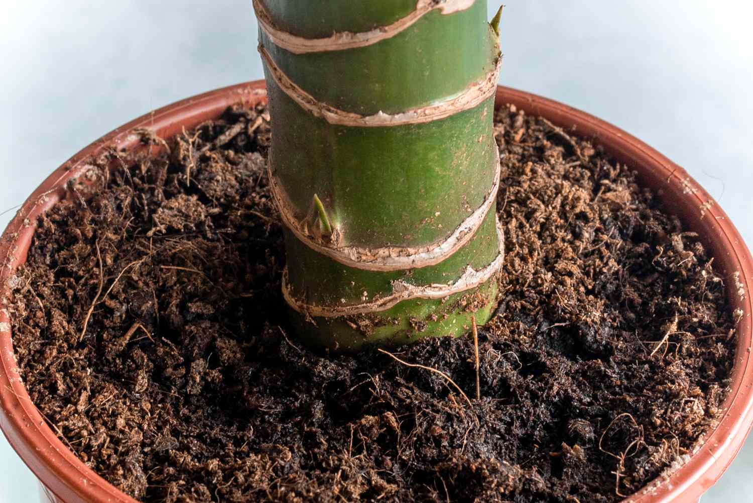 closeup showing stalk texture