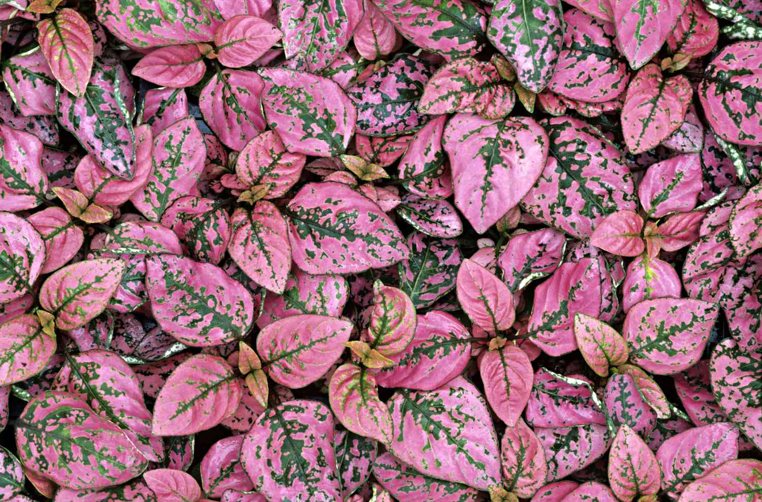 PA169-4 ''''PINK SPLASH'''', POLKA-DOT PLANT, HYPOESTES PHYLLOSTACHYA. ACANTHACEAE. H