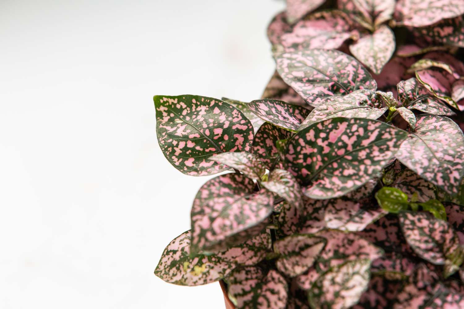 closeup of a hypoestes phyllostachya