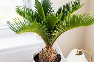 sago palm