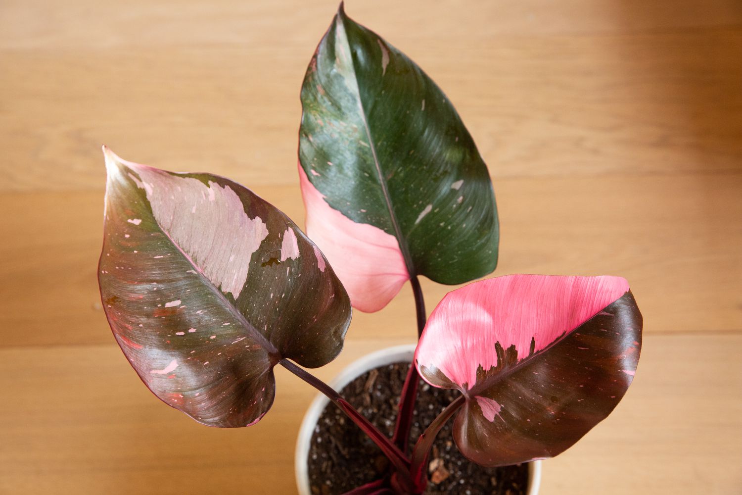 Pink princess philodendron plant with green, pink and burgundy-colored heart-shaped leaves
