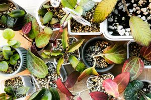 Several different kinds of hoya plants shot from above.