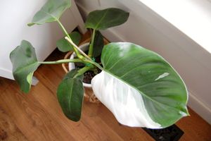 Overhead view of a large white wizard Philodendron with a highly variegated leaf next to a bright window. 