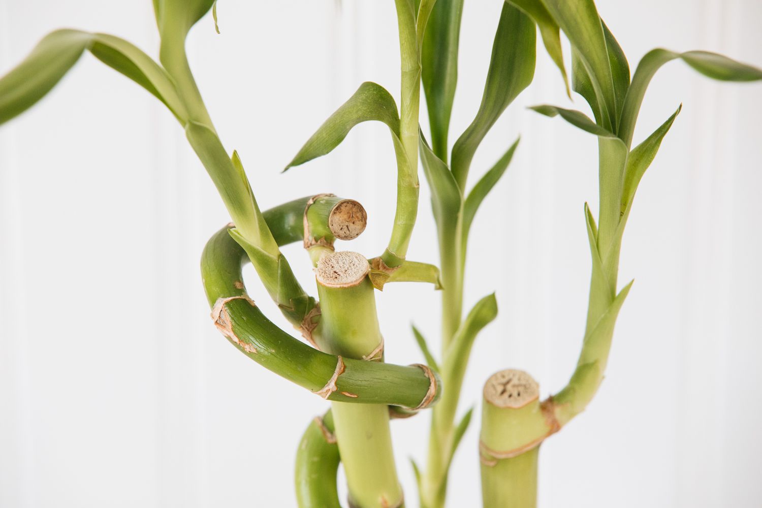 closeup of a lucky bamboo