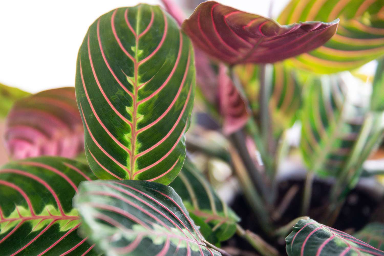 closeup of a prayer plant