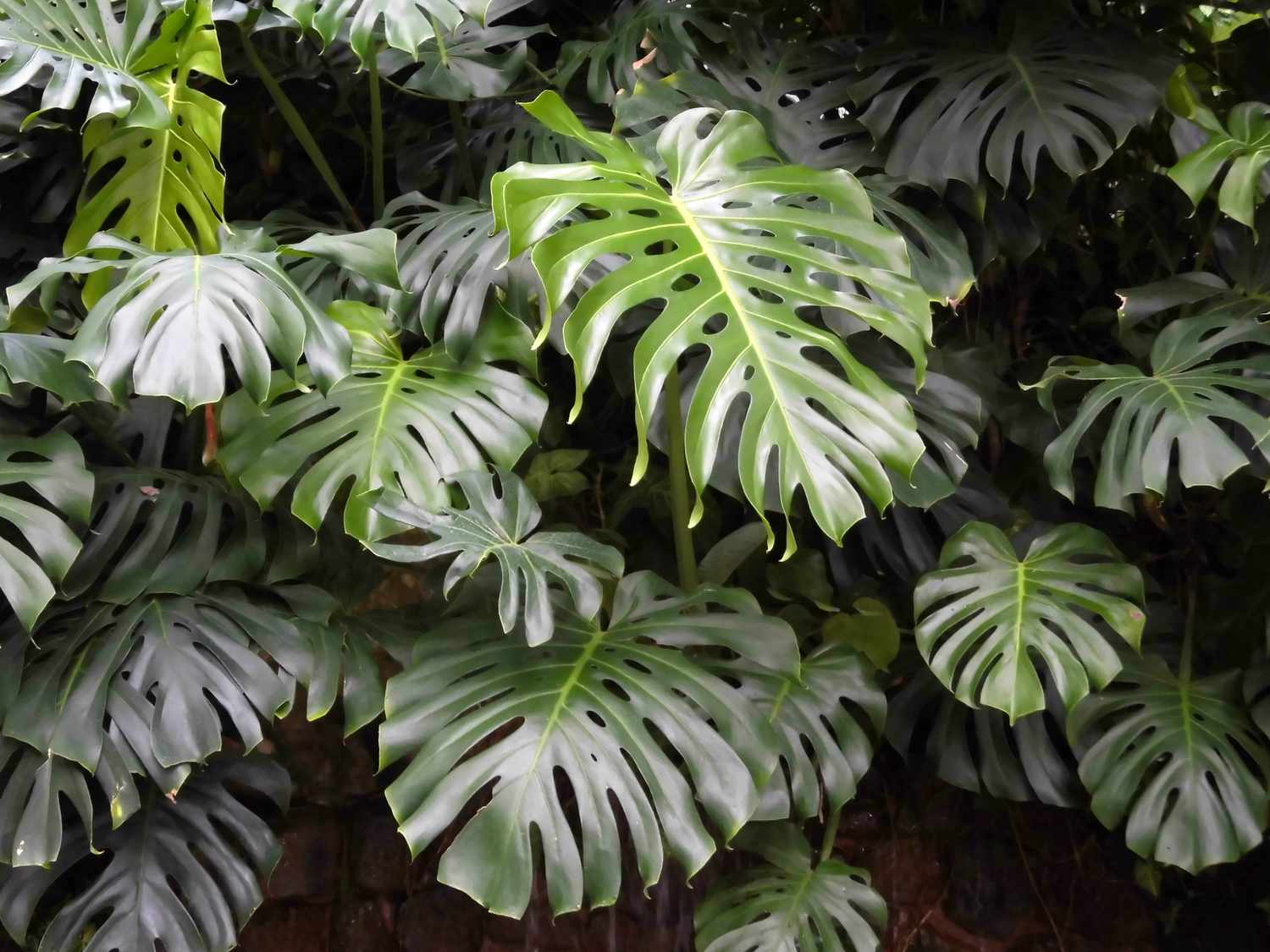Monstera leaves