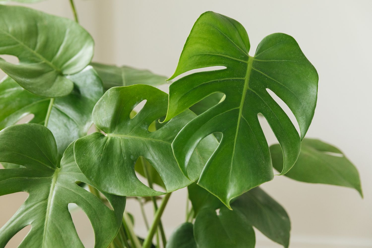 monstera plant