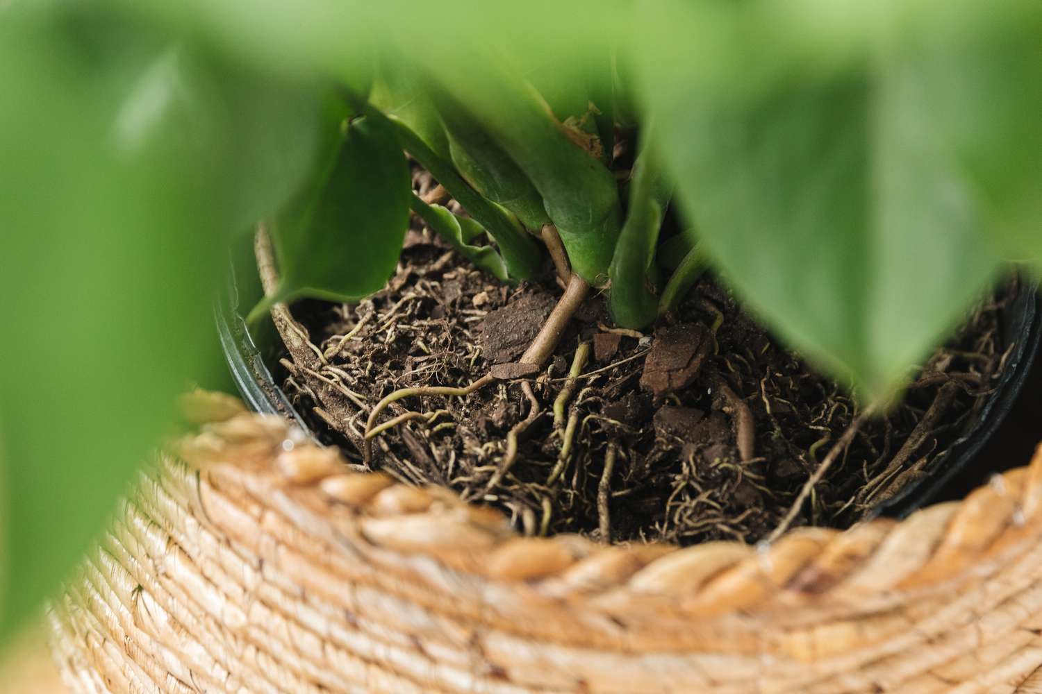 closeup of monstera roots