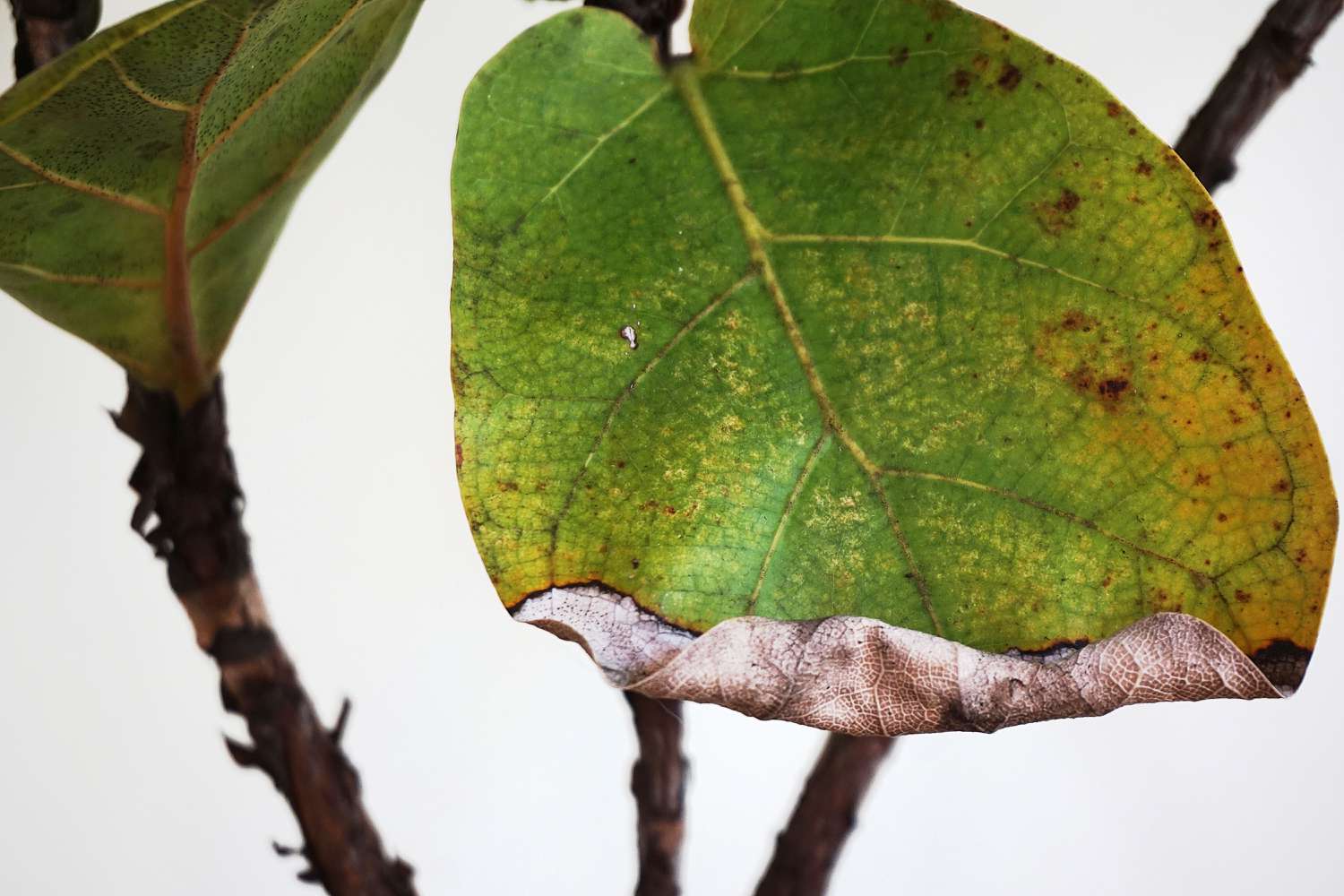 spots on a fiddle leaf fig