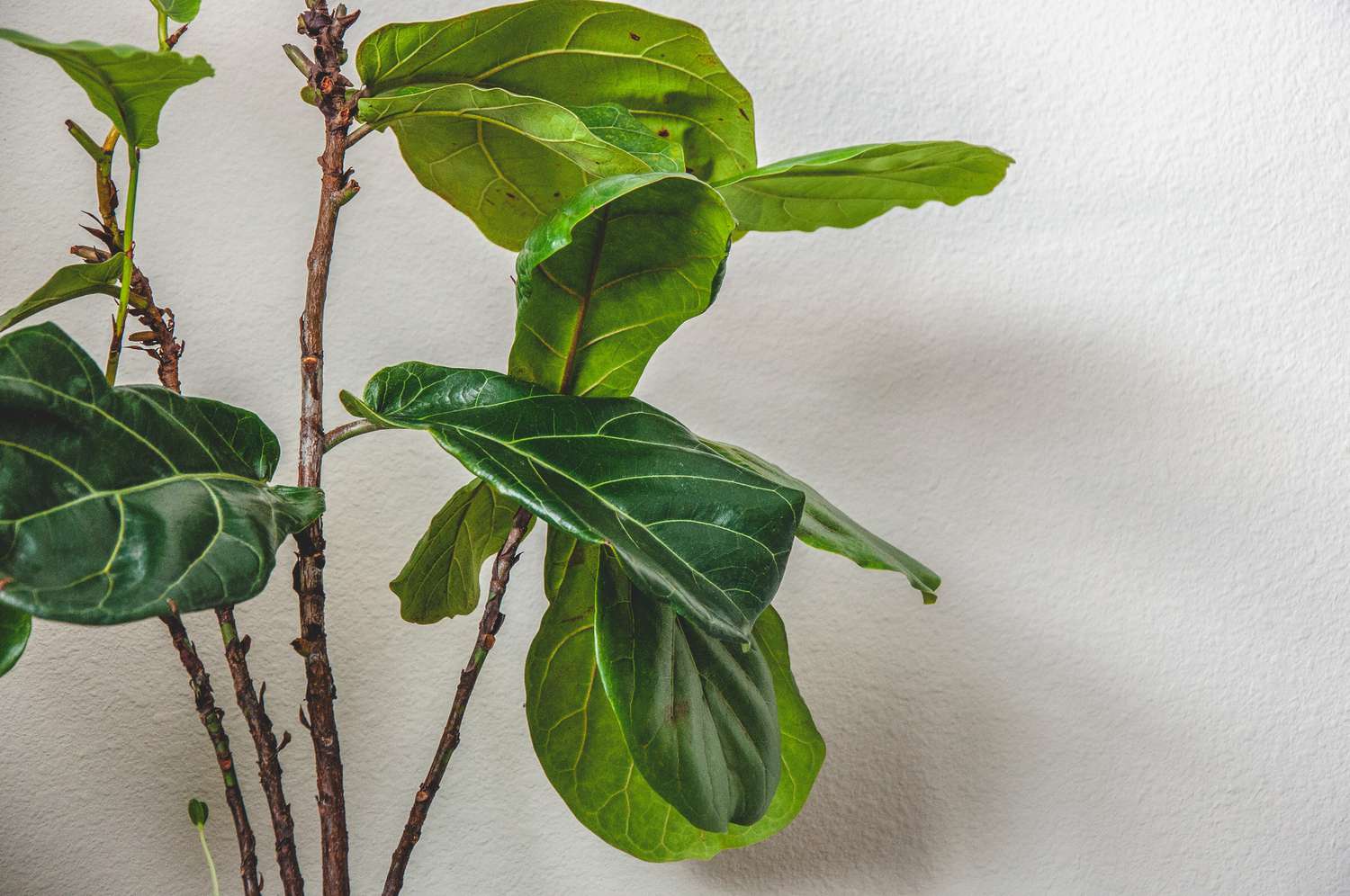 Fiddle leaf fig