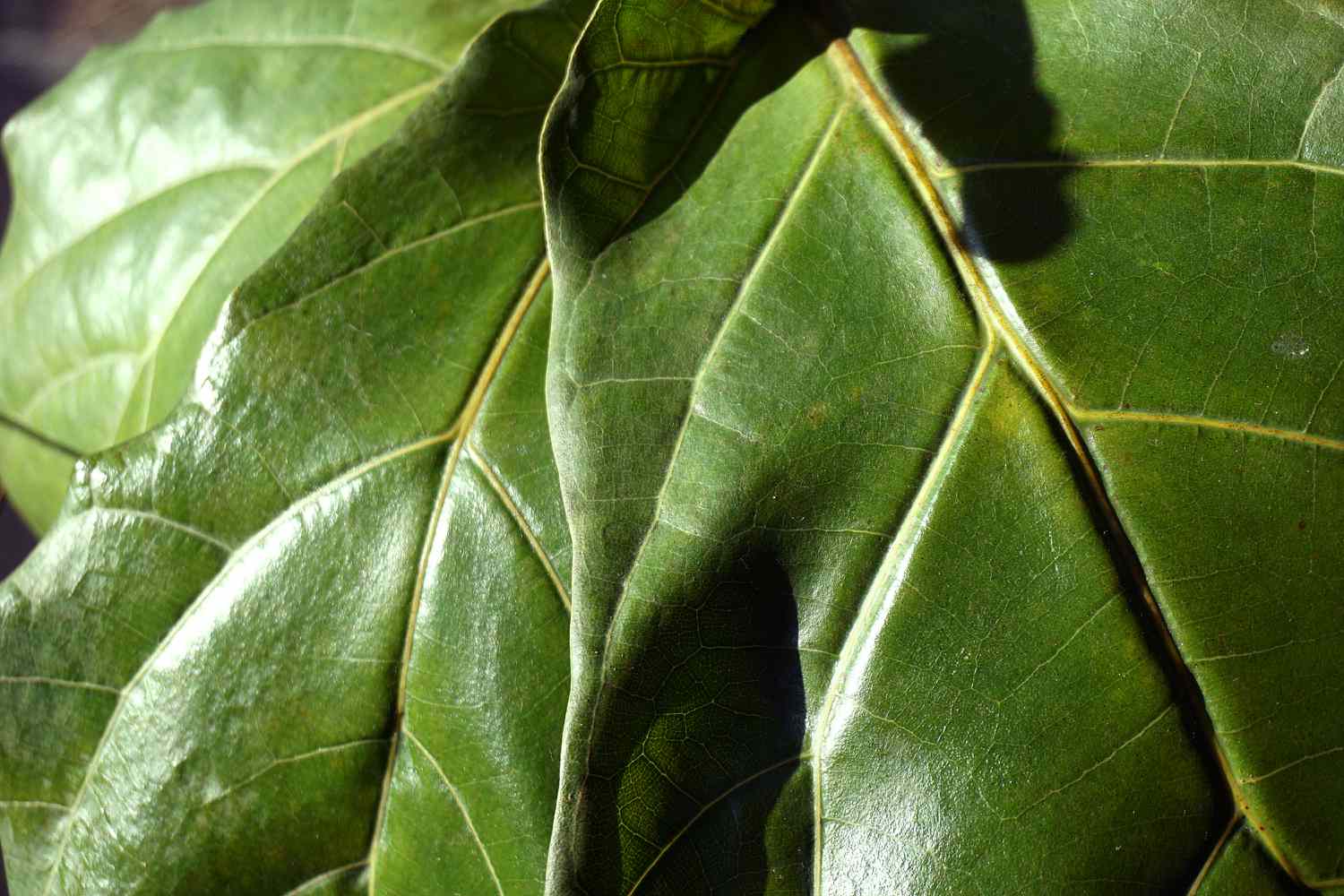 fiddle leaf fig leaf detail