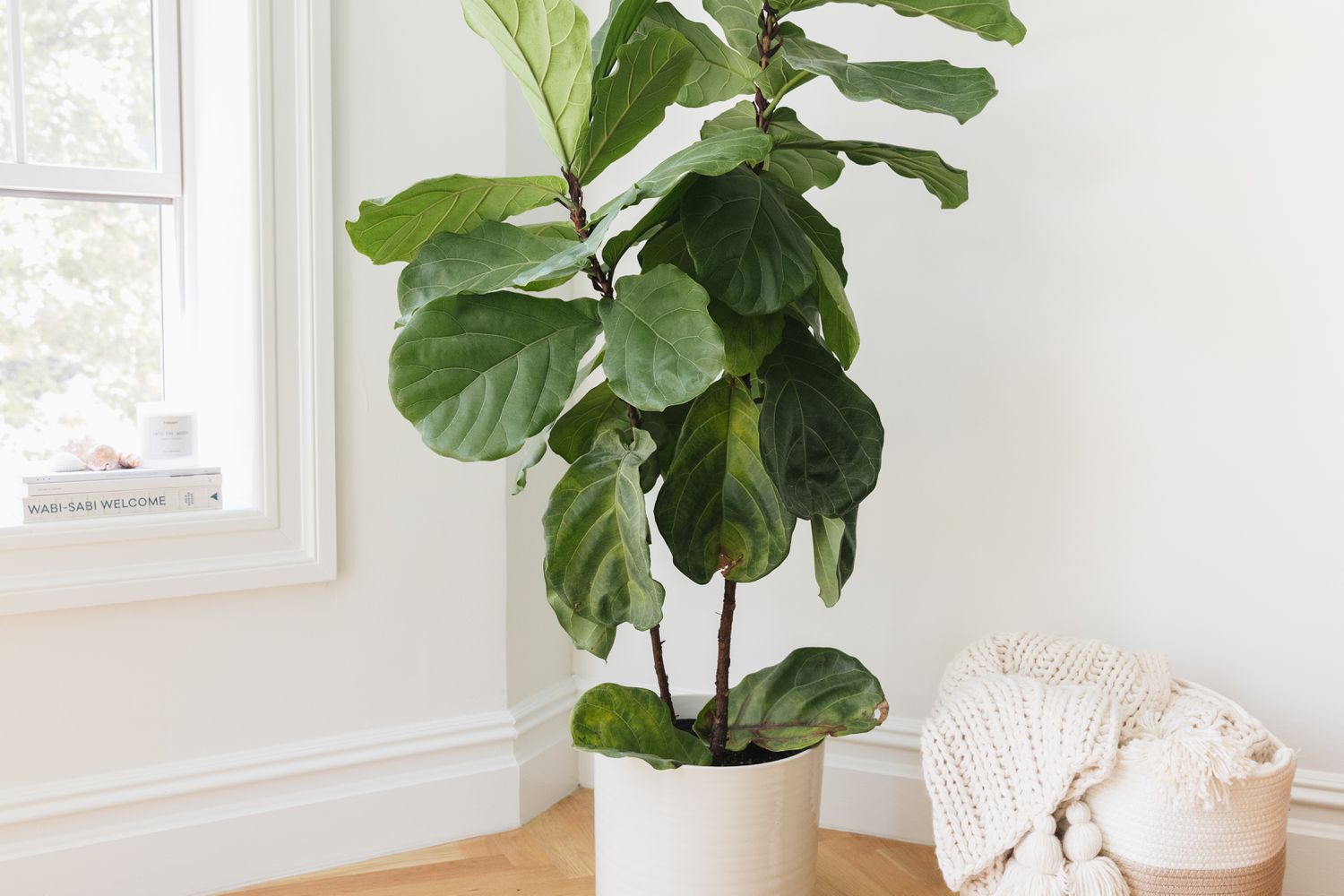 Fiddle leaf fig plant