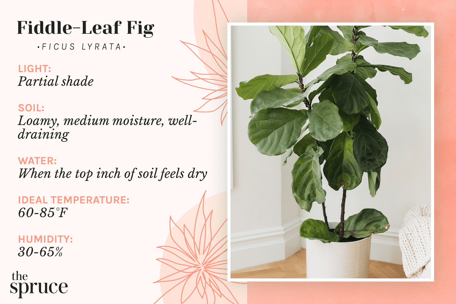 How to care for a fiddle-leaf fig
