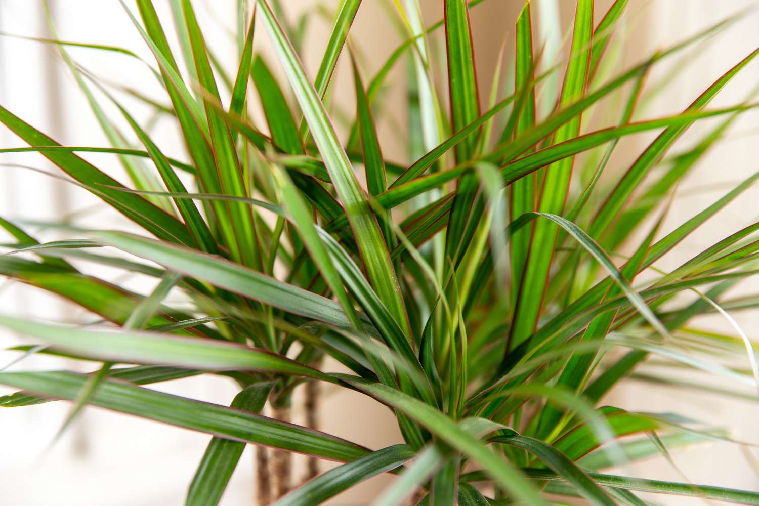closeup of dracaena plant