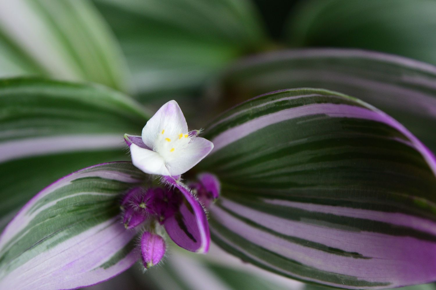 closeup of tradescantia nanouk blossom with green, pink, and white leaves, pink buds, and white flower