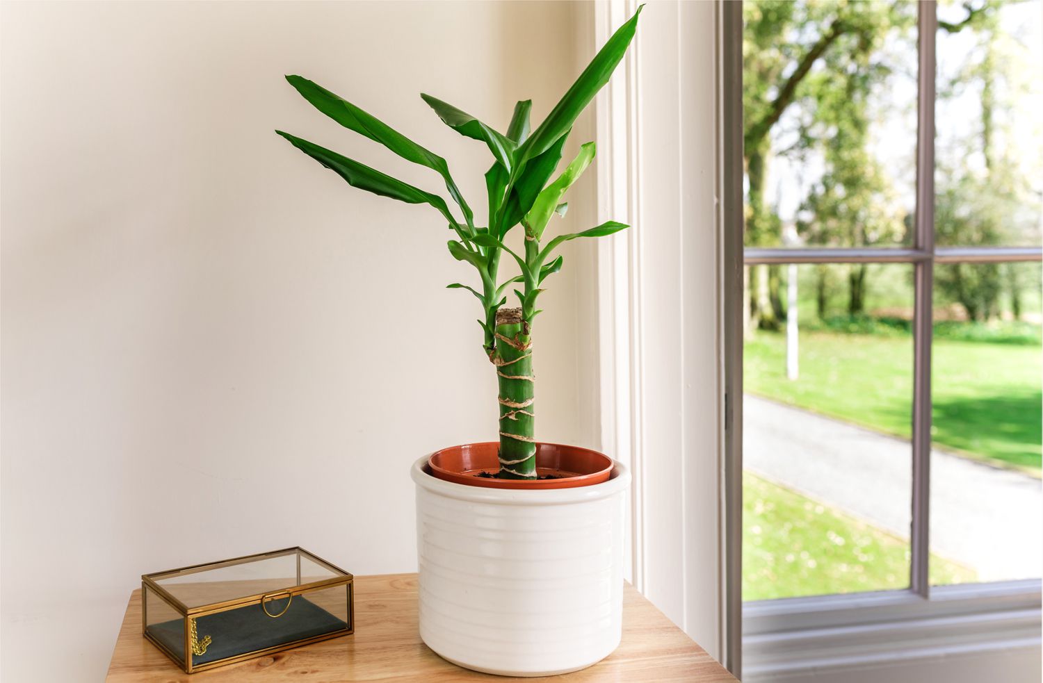 Dracaena fragrans by a window