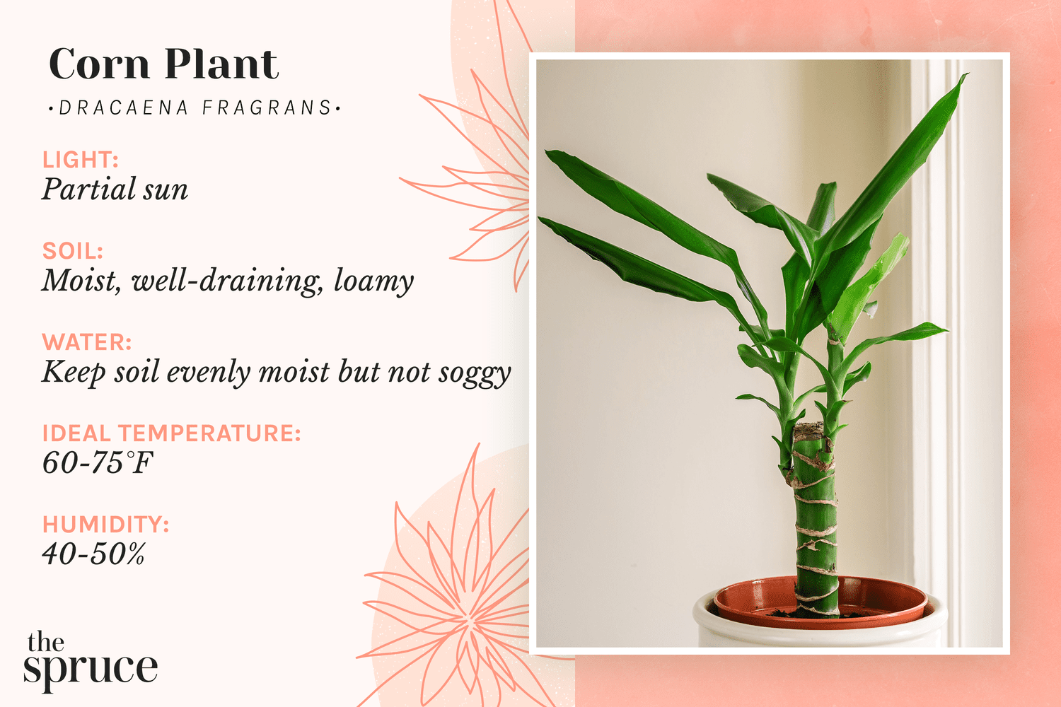 How to Care for the Corn Plant (Dracaena fragrans)