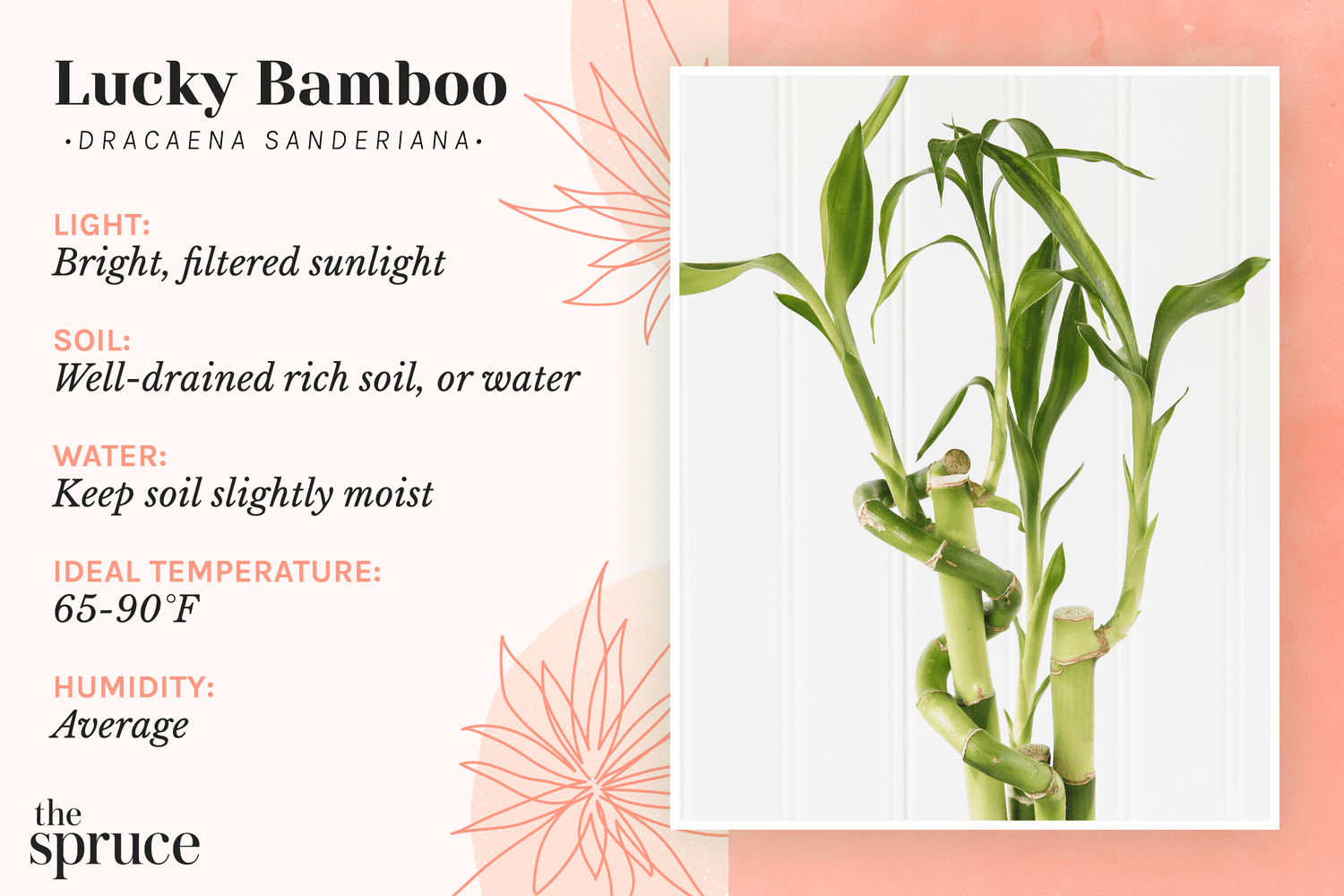 Lucky Bamboo Plant Care Guide