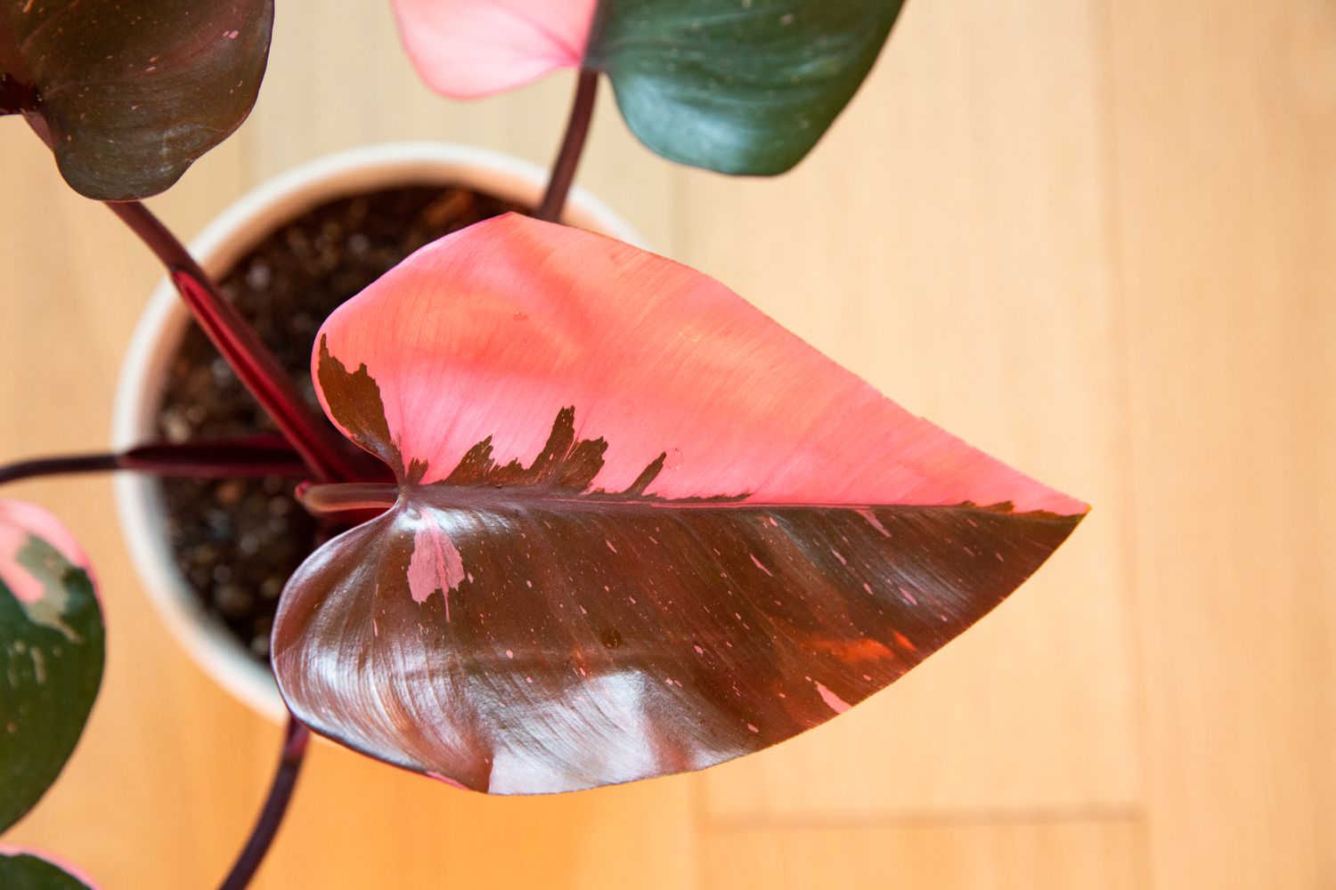 Pink princess philodendron plant with pink and burgundy colored leaf closeup 