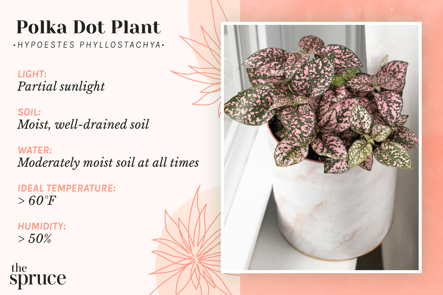 How to Care for the Polka Dot Plant (Hypoestes phyllostachya)