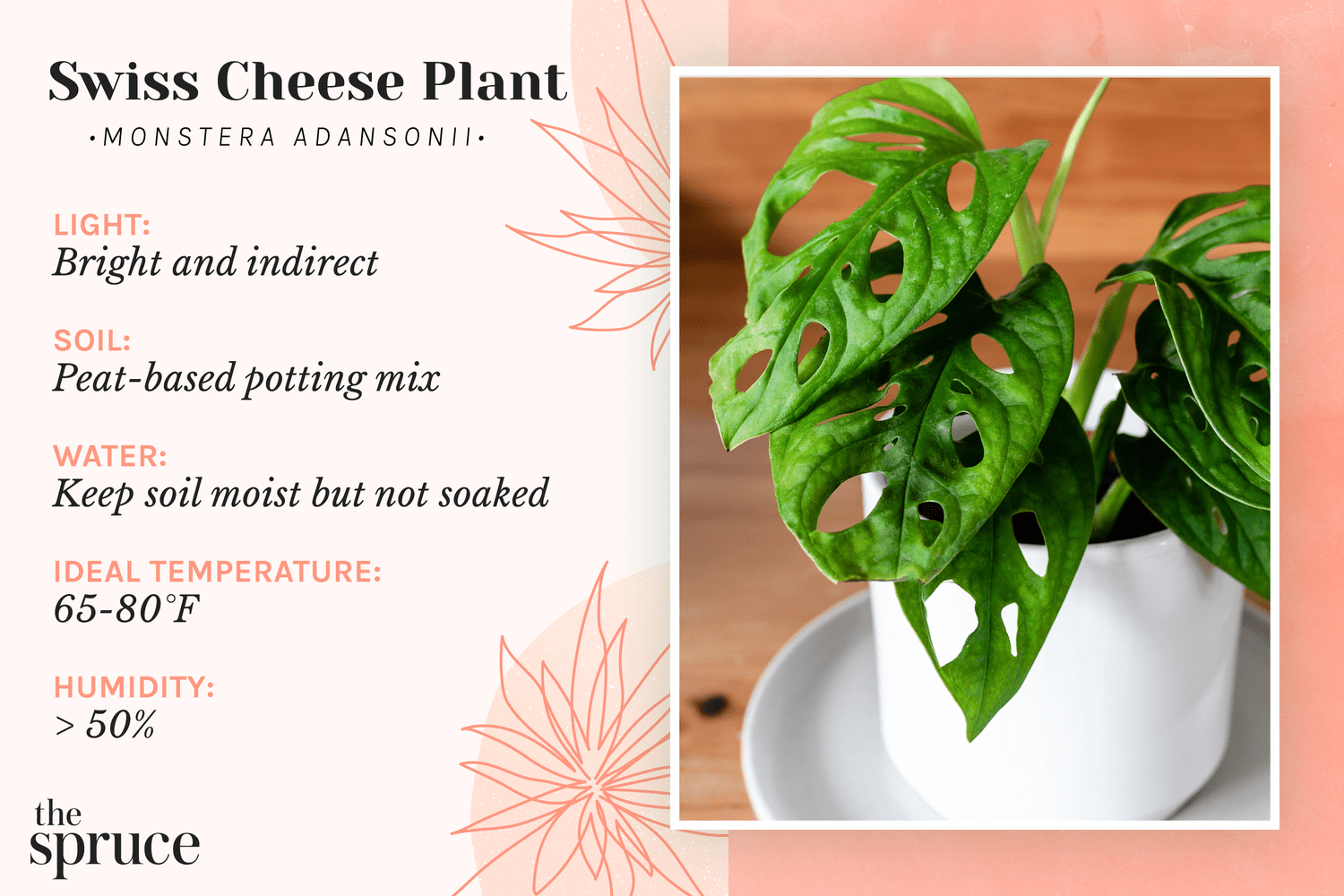 Swiss Cheese Plant (Monstera Adansonii) Care Guide 