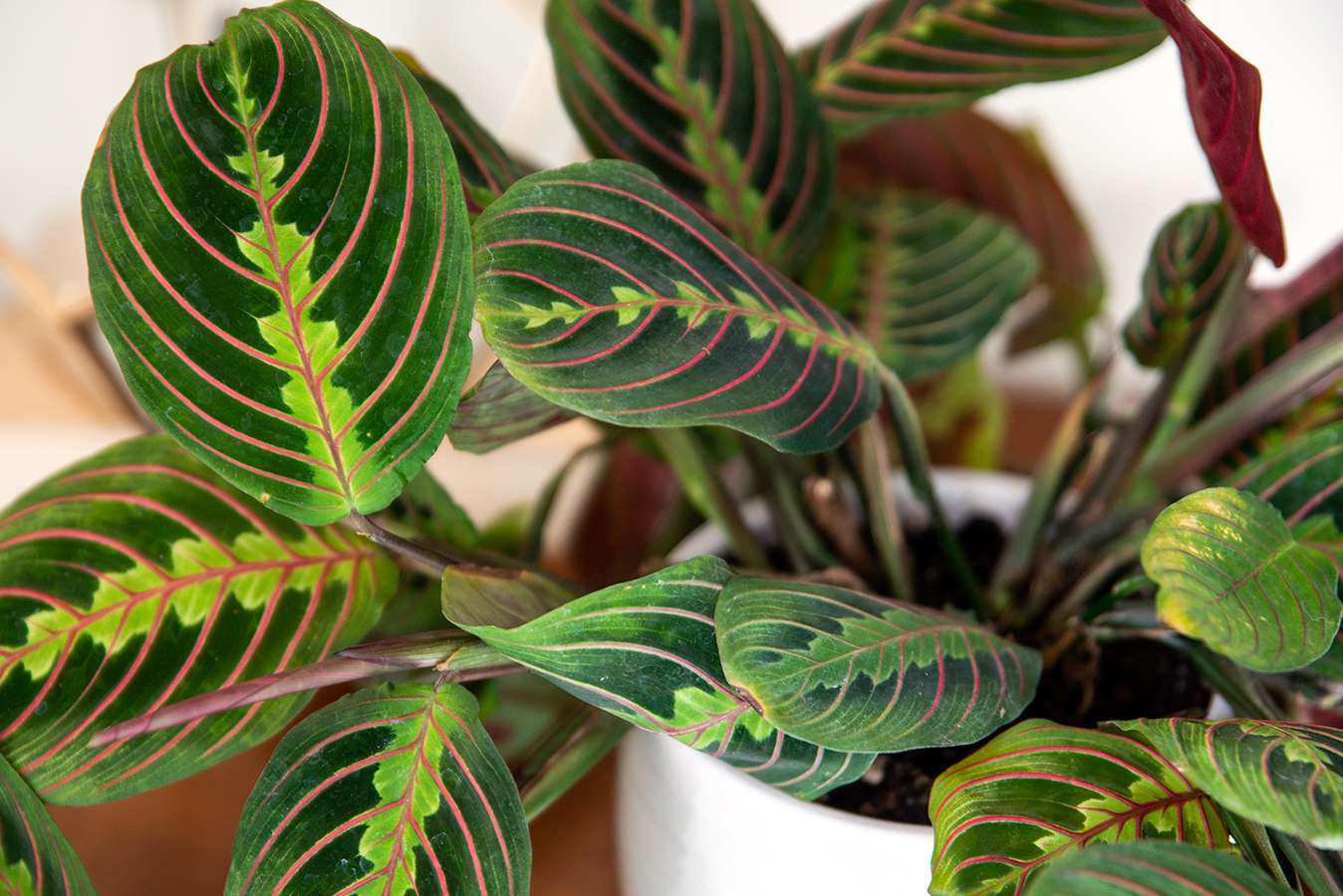 prayer plant